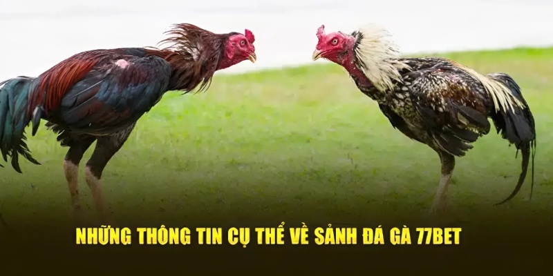 Đá Gà Bet77 thiên đường chọi gà lớn ở thị trường cá cược châu Á